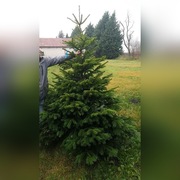 JODŁA Kaukaska hurt