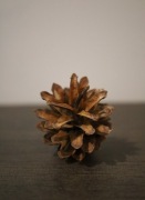 Szyszki sosnowe do stroików 