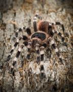 Acanthoscurria geniculata 