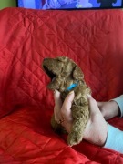 szczeniaki pudel toy miniatura