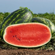 Nasiona arbuza Mirsini F1 