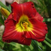Liliowiec czerwony Hemerocallis Red Grace