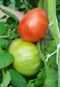 pomidor Cudo Ziemi nasiona kolekcjonerskie