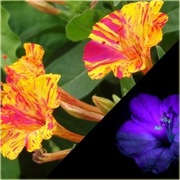 DZIWACZEK JALAPA ŚWIECI W NOCY 30 NASION