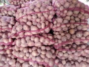 Sprzedam Ziemniaki Colombo jadalne