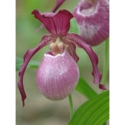 Obuwik Cypripedium 'Philipp' 