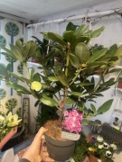 Rododendron (Rhododendron) - krzew ozdobny 