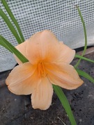 Liliowiec ogrodowy 'Mini Pearl'