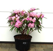 RÓŻANECZNIK JENS JÖRGEN SÖRENSEN - Rhododendron * DUŻY OKAZ * RARYTAS 