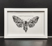 Obraz, rysunek, Smerinthus Occelatus