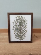 Obrazek z suszonych kwiatów 