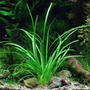Roślina Saggitaria Subulata - PROMOCJA
