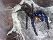 Chilibrachys Natanichatum (electric blue)