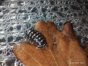 Isopody Armadillidium maculatum 50szt