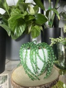 Roślina ozdobna sukulent #4