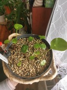 Pilea Pieniążek sadzonki. 