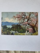 Cztery kartki pocztowe z początku XX wieku