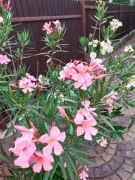 Oleander biały i różowy 