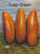 090-Tulip Green. Pomidory kolekcjonerskie.