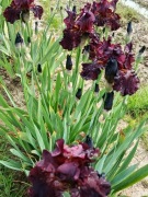 Irys-Chief Hematite-kłącze