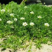 Karmnik Ościsty (Sagina subulata) zamiast trawy