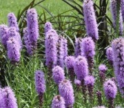 Liatra kłosowa nasiona 