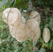 Miesiącznica roczna- JUDASZOWE SREBRNIKI na suszki