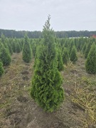 Tuja Smaragd/ Szmaragd 180 cm żywopłotowa 