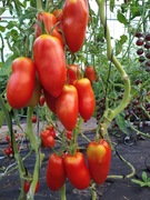 Pomidor San Marzano Włoski 