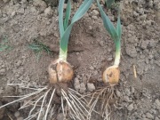 Czosnek słoniowy 20 sadzonek sloniowy gigant 