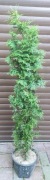 Tuja brabant 90-180cm