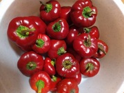 Papryka Pomidorowa czerwona 