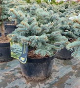 Świerk kłujący Glauca Globosa h =50-60cm