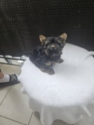 Yorkshire terrier miniaturka 