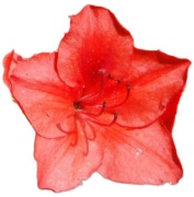 Azalia japońska Fridoline 2L