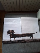 Obraz jamnik 2x 60x40 cm nadruk na płótnie 