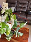 Monstera Variegata Deliciosa - 3 liście SZCZYT 