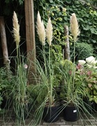 Trawa pampasowa kremowe kwiaty duża sadzonka