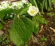 Stopowiec Podophyllum hexandrum