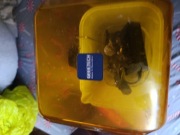 Urządzenia do płukania i utwardzania wydruków  Geeetech 