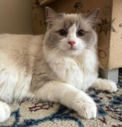 Piękna kotka Grace rasy Ragdoll