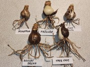 Cebule Hippeastrum (Amarylis)