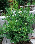 Bukszpan wieczniezielony 'Linda' Buxus 124