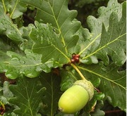 sadzonki dąb szypólkowy 20 sztuk