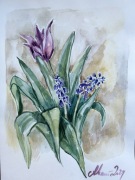 „Tulipany i szafirki” piękna akwarela