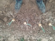 Czosnek słoniowy 10 sadzonek sloniowy gigant 