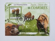 (731) blok dzikie świnie