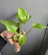 Epipremnum Jungle Star ( Marble Green )