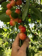 Dawne stare odmiany czereśni drzewka owocowe Miodówka, Poznańska