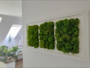 Obraz z mchu. Mech chrobotek